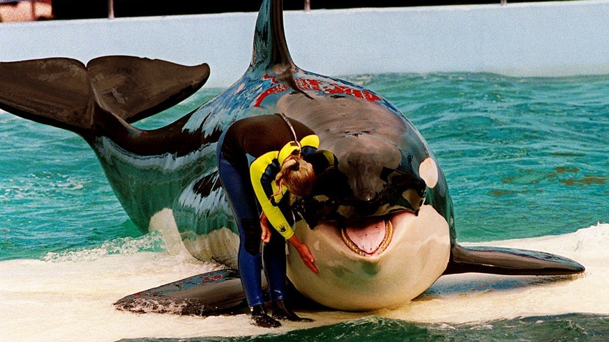 After decades in aquariums, Orca Lolita was able to be released into the wild