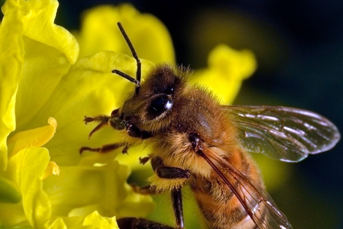 Biene auf Blüte