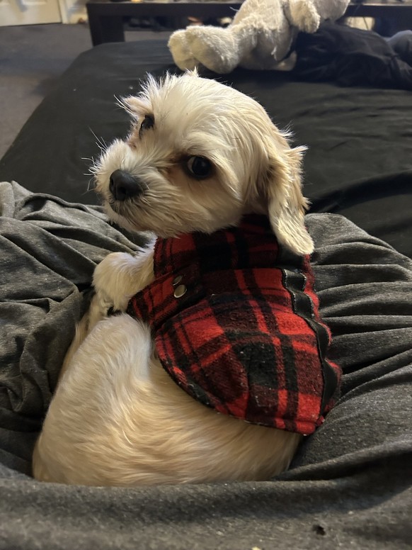 cute news tier hund

https://imgur.com/gallery/happy-national-pet-day-to-all-who-celebrate-0TNPBEc#/t/aww