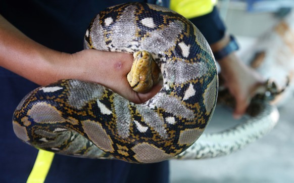 In this Nov. 3, 2017, file photo, fireman Phinyo Pukphinyo holds a python on garage roof in Bangkok, Thailand. When the latest distress call came into Phinyo Pukphinyo’s fire station in Bangkok, it wa ...