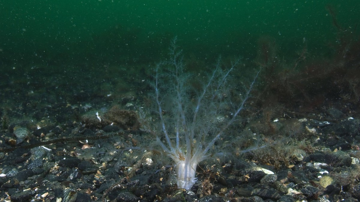 Starlet anemone buried in pebbles with stinging arms visible Nematostella vectensis. Off Cornwall, UK. PUBLICATIONxINxGERxSUIxAUTxONLY Copyright: GavinxParsons 10868777