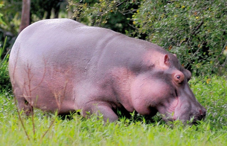 epa01792664 A handout photo provided by the Don Juan Magazine on 12 July 2009 shows one of the hippopotamus imported by late Colombian drugdealing boss, Pablo Escobar, to his famous farm called 'Hacie ...