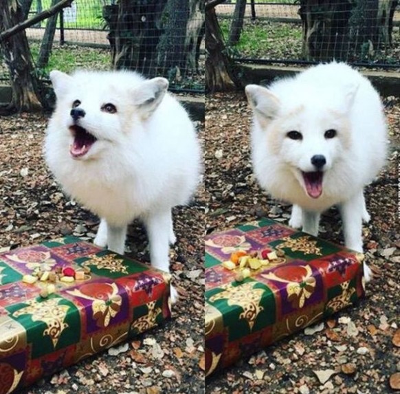 Fuchs mit Geschenk.
http://imgur.com/gallery/sSjnQlO