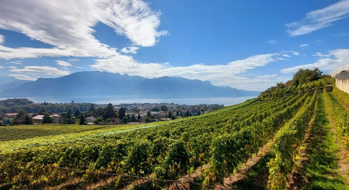 Bei Bildern wie vom Rebberg oberhalb von Vevey …