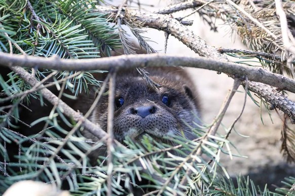 cute news animal tier otter

https://www.reddit.com/r/Otters/comments/tfhnu8/shy/
