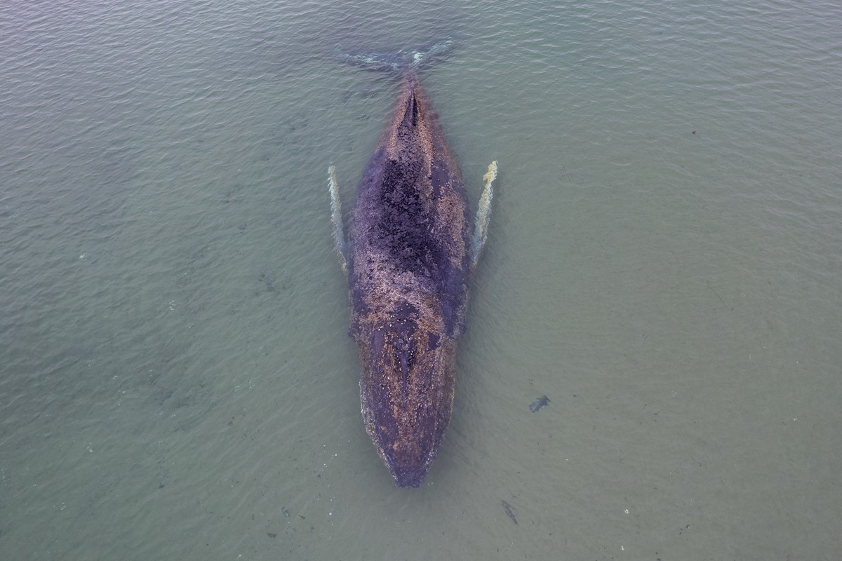 epa12850547 A handout photo made available by the non-profit marine conservation organization Sea Shepherd shows a beached whale lying in the waters of the Baltic Sea near Niendorf harbor in Timmendor ...
