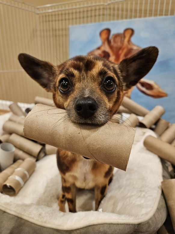 cute news tier hund

https://www.reddit.com/r/Awww/comments/164diu2/my_dog_loves_toilet_paper_tubes_so_this_is_how_he/