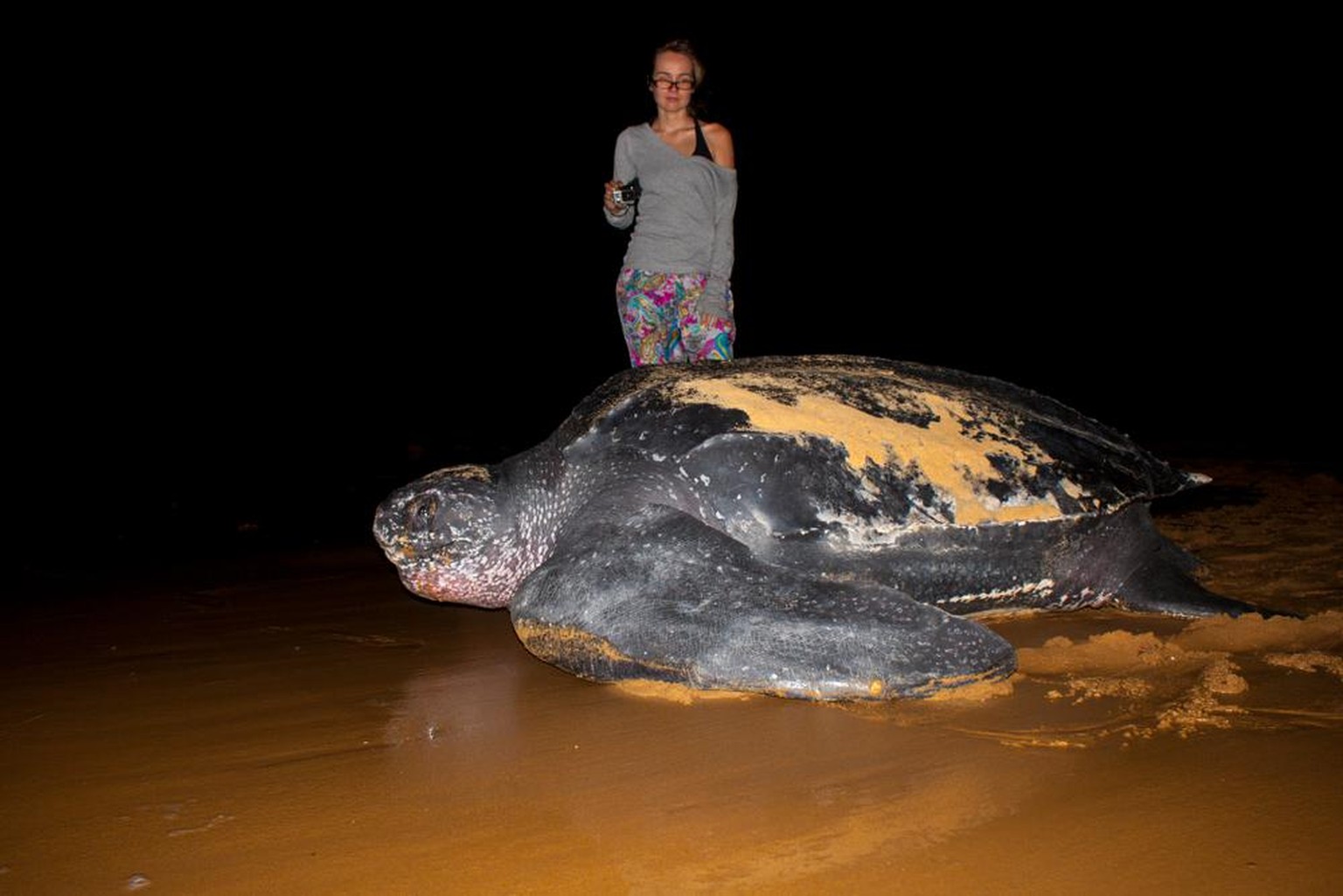 Lederschildkröte (Dermochelys coriacea)