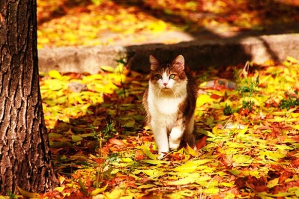 Schöne Katzen im Herbst mit viel Laub
http://data.whicdn.com/images/43077435/large.jpg