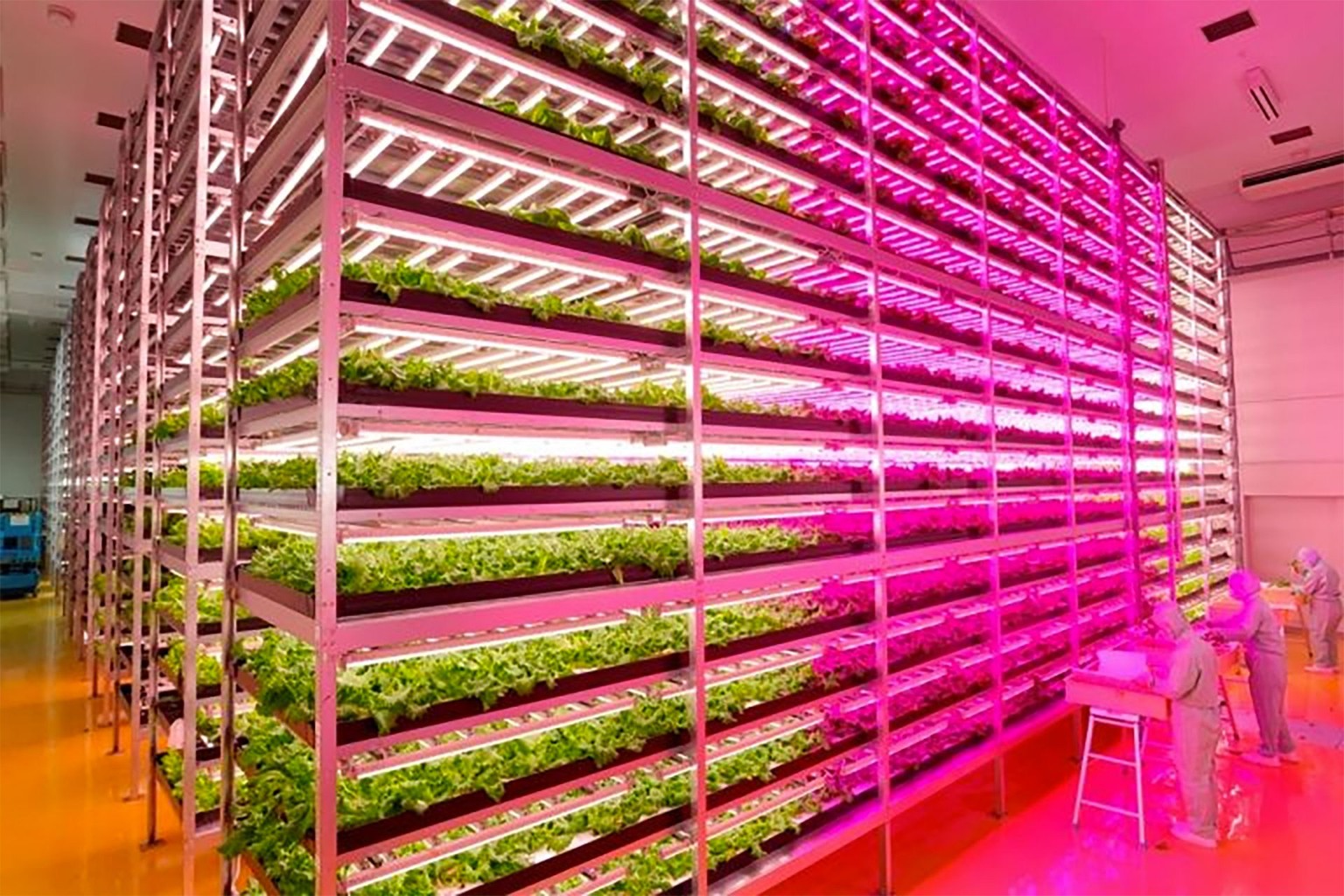 17'500 LED-Lämpchen verteilt auf 18 Gestelle.