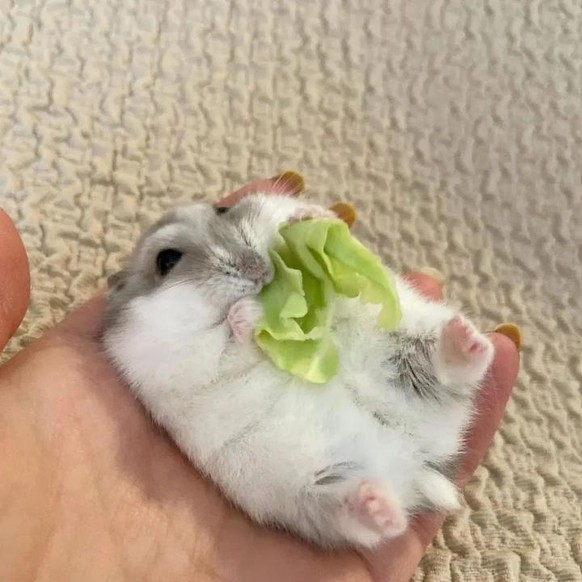 cute news animal tier hamster 

https://www.reddit.com/r/hamsters/comments/tfi4xa/healthy_food_is_key/