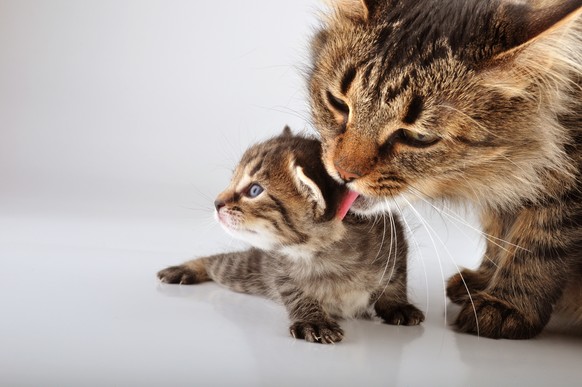Katzenmutter mit ihrem Jungen Baby