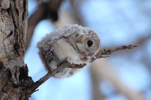 Japanisches Streifenhörnchen