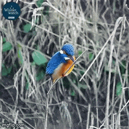 Animiertes GIF