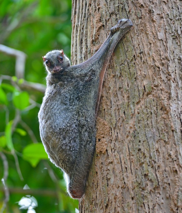 Flying Lemur, Philipinen-Gleitflieger