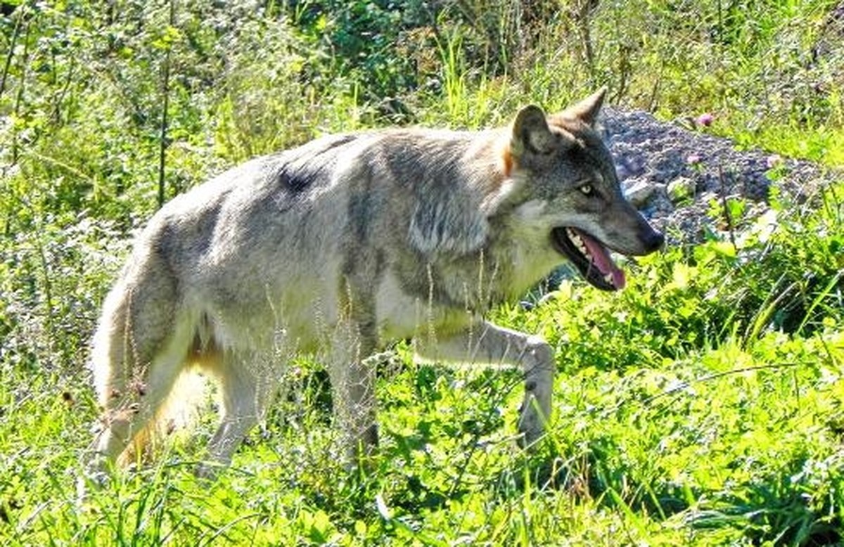wolf symbolbild