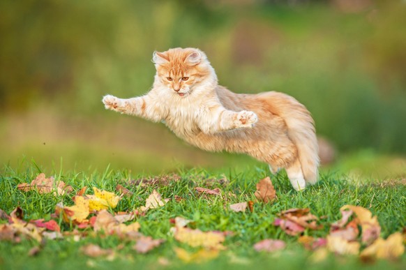 Schöne Katzen im Herbst mit viel Laub