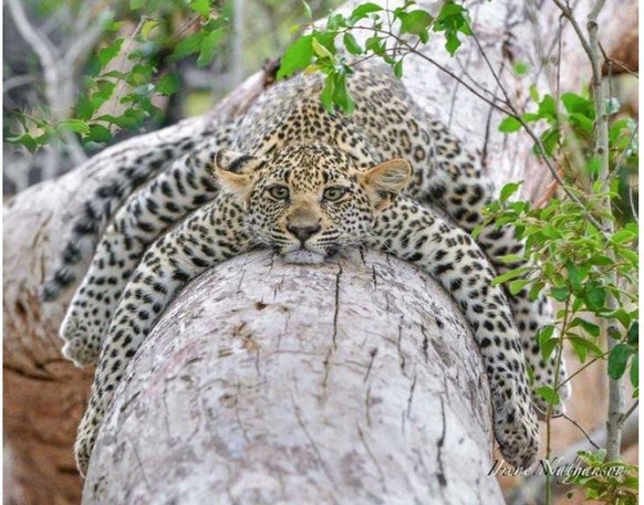 cute news tier leopard

https://www.reddit.com/r/NatureIsFuckingCute/comments/1cxg9e5/lounging_leopard/
