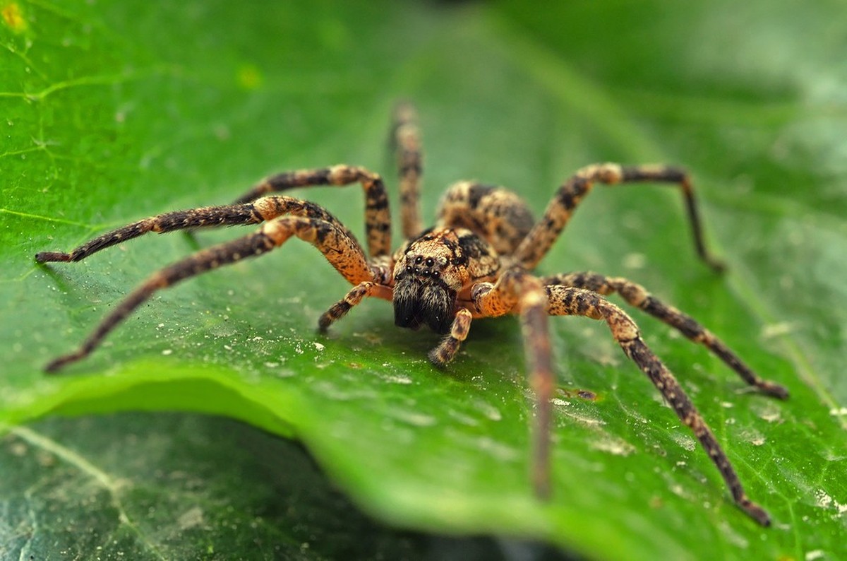 Wolfspinne (wolf spider)