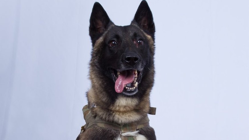 In this photo provided by the White House via the Twitter account of President Donald Trump after it was declassified by Trump, a photo of the military working dog that was injured tracking down Abu B ...