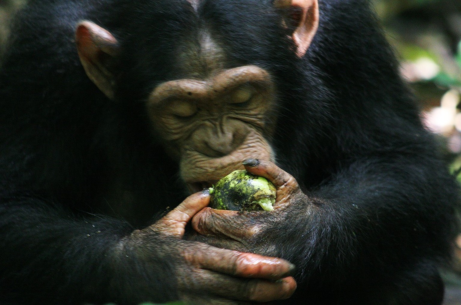 Schimpanse frisst Frucht.