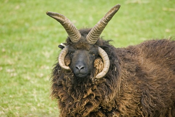 Head of four horned Hebridian or St Kild.......... Head of four horned Hebridian or St Kilda sheep Rare Breed Trust Cotswold Farm Park UK, Credit:Mark Boulton / Avalon PUBLICATIONxNOTxINxUKxFRAxUSA Co ...