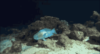 Animiertes GIF