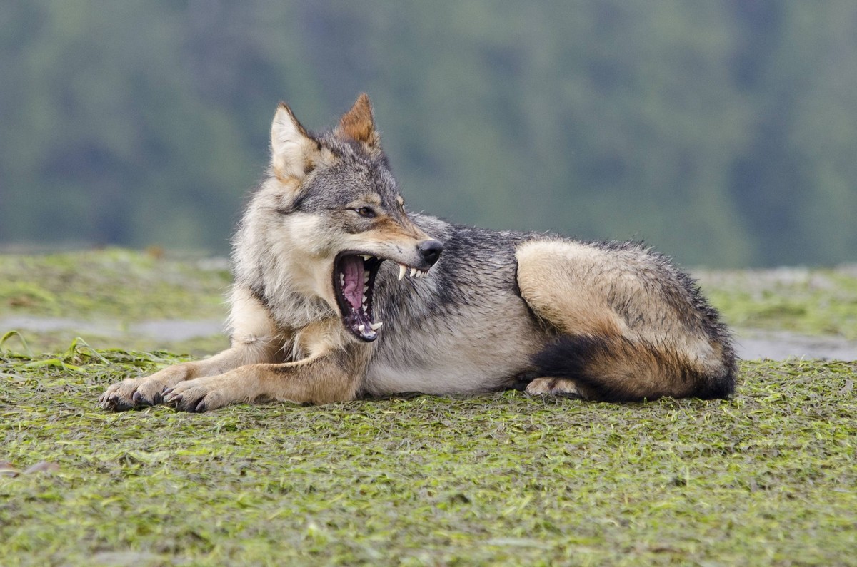 Vancouver Island Grey wolf (Canis lupus crassodon) alpha female yawning, Vancouver Island, British Columbia, Canada, August. PUBLICATIONxINxGERxSUIxAUTxONLY 1451733 BertiexGregory

Vancouver Iceland G ...