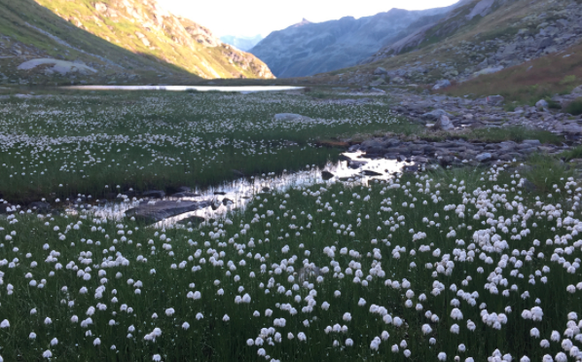 Terrihütte Greina