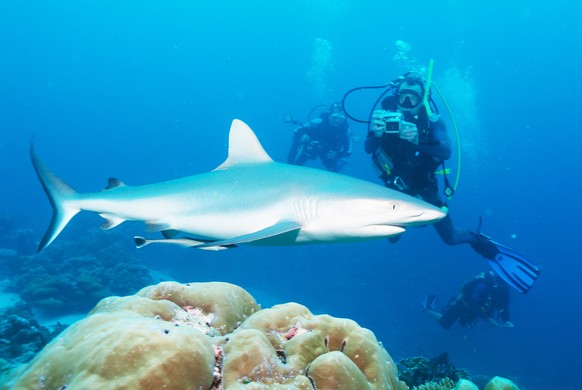 Haie im Meer vor Palau. Hier gab's das erste (inoffizielle) Hai-Schutzgebiet der Welt.
