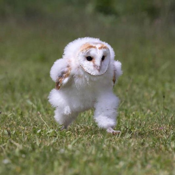 cute news eule owl tier animal

https://www.reddit.com/r/aww/comments/qggj08/fledgling_barn_owl_out_for_a_run/