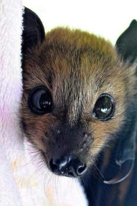 cute news animal tier bat fledermaus

https://www.reddit.com/r/aww/comments/t9m4dd/when_youre_the_night_but_you_also_want_cuddles/