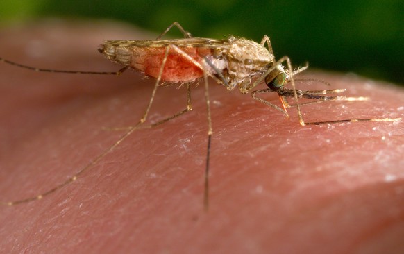 FILE - This 2014 photo made available by the U.S. Centers for Disease Control and Prevention shows a feeding female Anopheles gambiae mosquito. The species is a known vector for the parasitic disease  ...