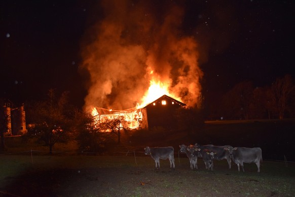 Wohnhaus und Stall im Prättigau abgebrannt: drei Kälber tot
