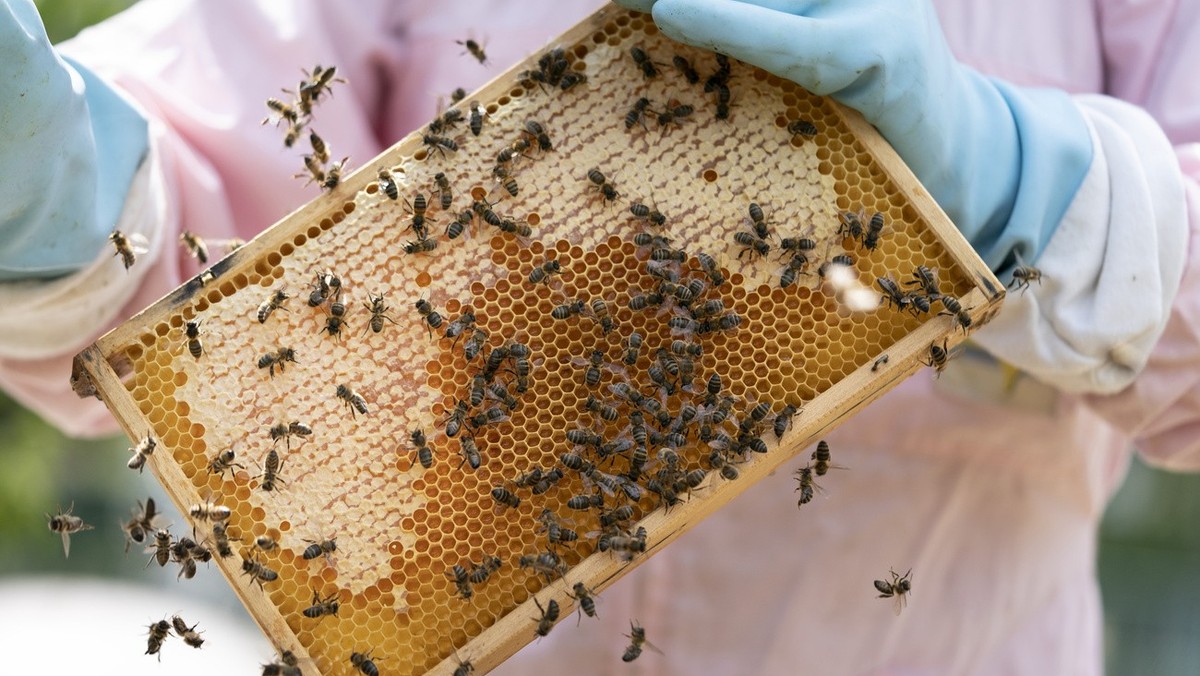 -Zementhonig-macht-Imkern-das-Gesch-ft-kaputt-und-bedroht-Bienen