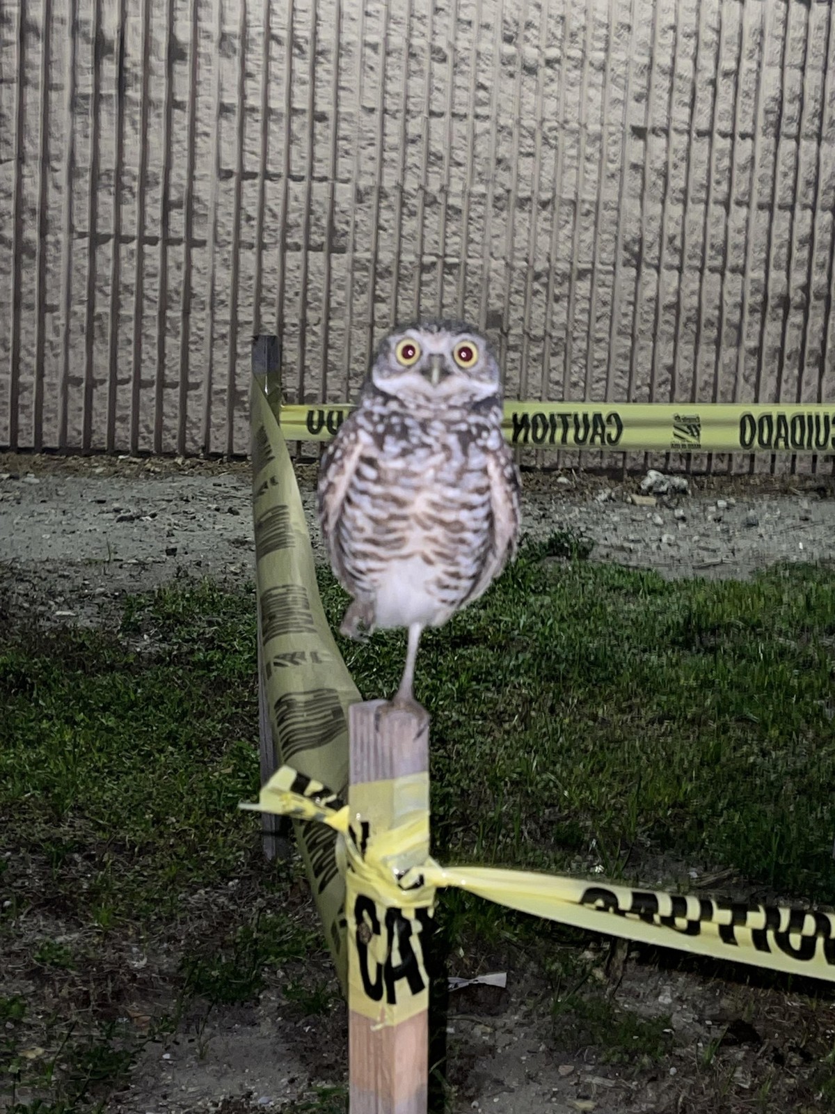 cute news tier eule

https://www.reddit.com/r/Owls/comments/12q3xvr/burrowing_owl_i_check_on_when_thunderstorms_hit_i/