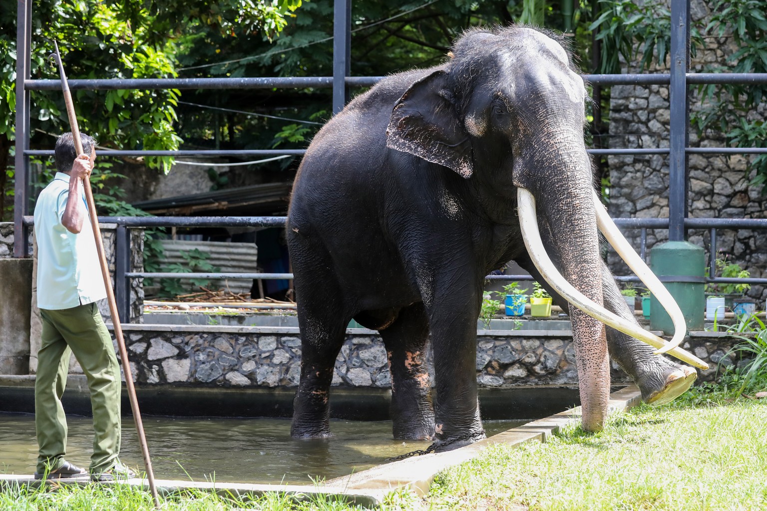 epa10713319 Elephant keepers bathe an ailing Thai elephant named Sak Surin or Muthu Raja at the National Zoological Garden in Dehiwala Suburb of Colombo, Sri Lanka, 27 June 2023. Sak Surin, also known ...