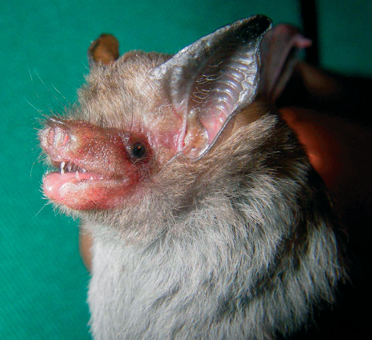Schweinsnasenfledermaus (Craseonycteris thonglongyai) 
https://commons.wikimedia.org/w/index.php?curid=90999472