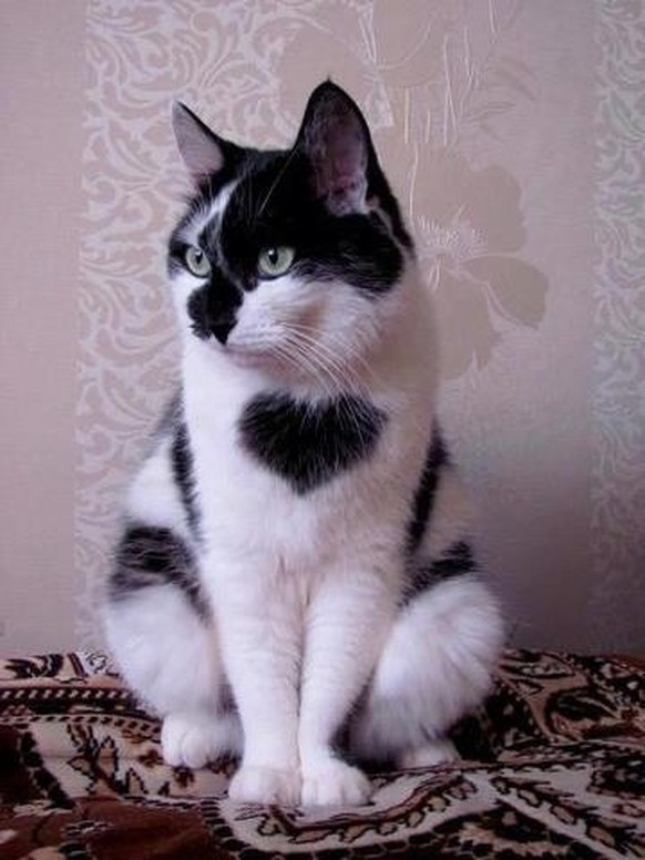 cute news tier katze

https://ch.pinterest.com/pin/1121888957169340165/