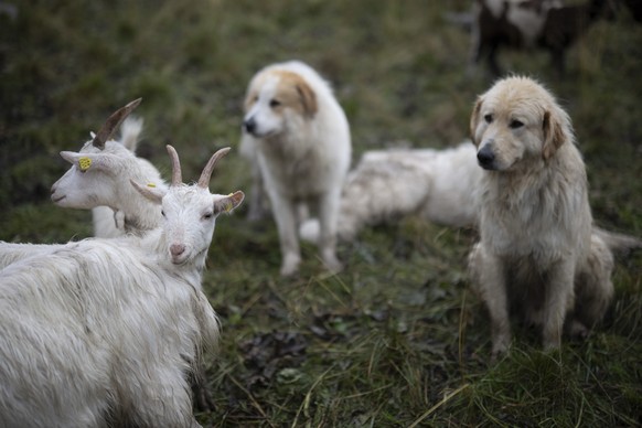 Ziegen und Herdenschutzhunde bei der Alpfahrt (Alpabzug) von der Alp Zanai, aufgenommen am Mittwoch, 10. September 2025, in Valens. Nach dem Sommer auf der Alp geht es heute fuer ueber 800 Schafe erst ...
