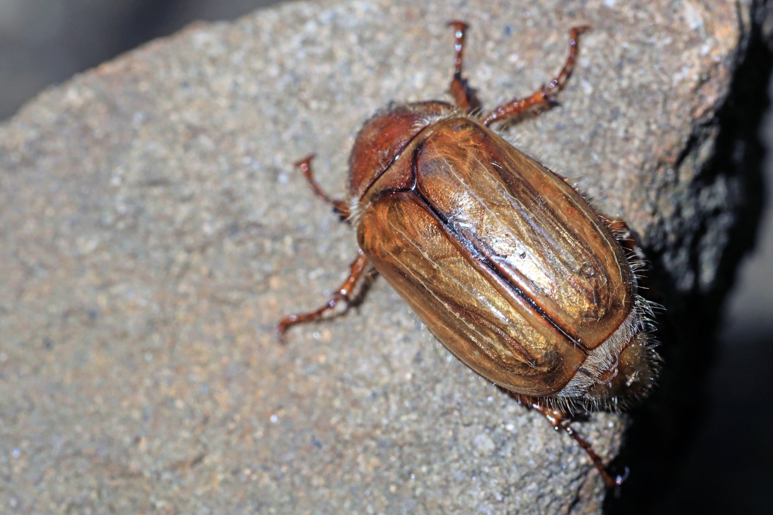 Käfer in Deutschland Ein Junikäfer, präziser Gerippter Brachkäfer, sitzt auf einem Stein *** Beetle in Germany A June beetle, more precisely ribbed ground beetle, sitting on a stone