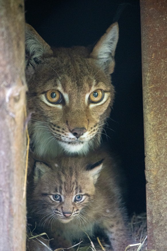 Tierpark Goldau Luchs