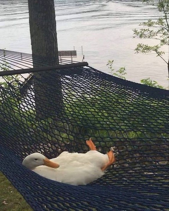 cute news tier gans

https://ch.pinterest.com/pin/68746252871/