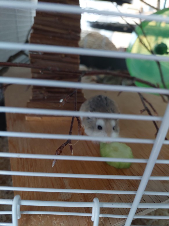 Heute gibt&#039;s eine Extra-Portion herzige und flauschige Tierbabys!\nIch hab nur ein Mini-Hamster, aber Maximum Hamster Special wГ¤r echt toll! вќ¤вќ¤вќ¤вќ¤вќ¤вќ¤вќ¤вќ¤вќ¤вќ¤вќ¤вќ¤вќ¤вќ¤вќ¤вќ¤вќ¤вќ ...