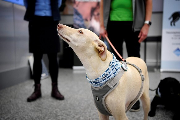 Sniffer dog K&#039;ssi at the Helsinki airport in Vantaa, Finland, Wednesday Sept. 22, 2020. Finland has deployed coronavirus-sniffing dogs at the Nordic countryÄôs main international airport in a fo ...