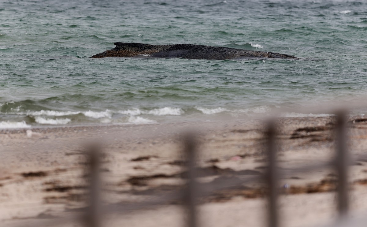 epa12848234 A beached whale lies in the water of the Baltic Sea near Niendorf harbor in Timmendorfer Strand, Germany, 25 March 2026. The humpback whale stranded in Lubeck Bay is stuck on a sandbank of ...