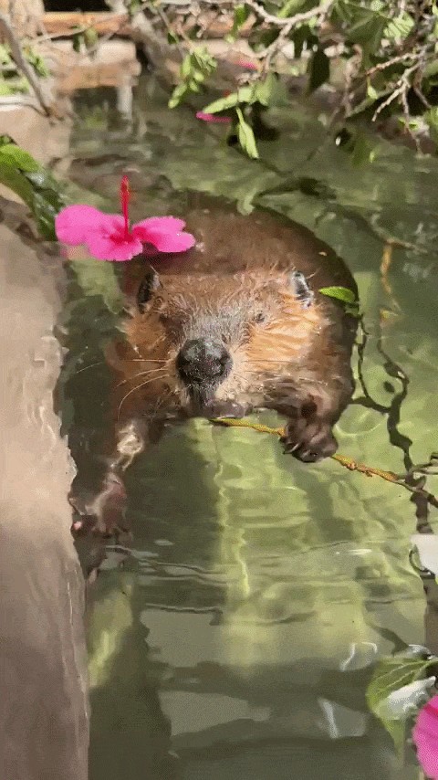 GIF animé