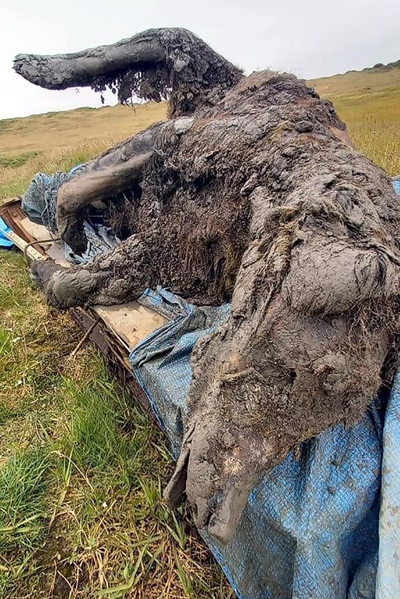 The first ever full carcass of a cave bear currently dated to approximately 39500 years unearthed in Yakutia