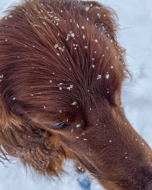 cute news tier schneeflock

https://www.instagram.com/p/DTK_xfjDC1t/?img_index=1