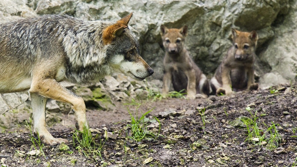 Two wolf cubs born middle of May play next to their mother at the Juraparc of Mont-d'Orzieres near Vallorbe, Switzerland, Sunday, July 15, 2012. (KEYSTONE/Jean-Christophe Bott)
